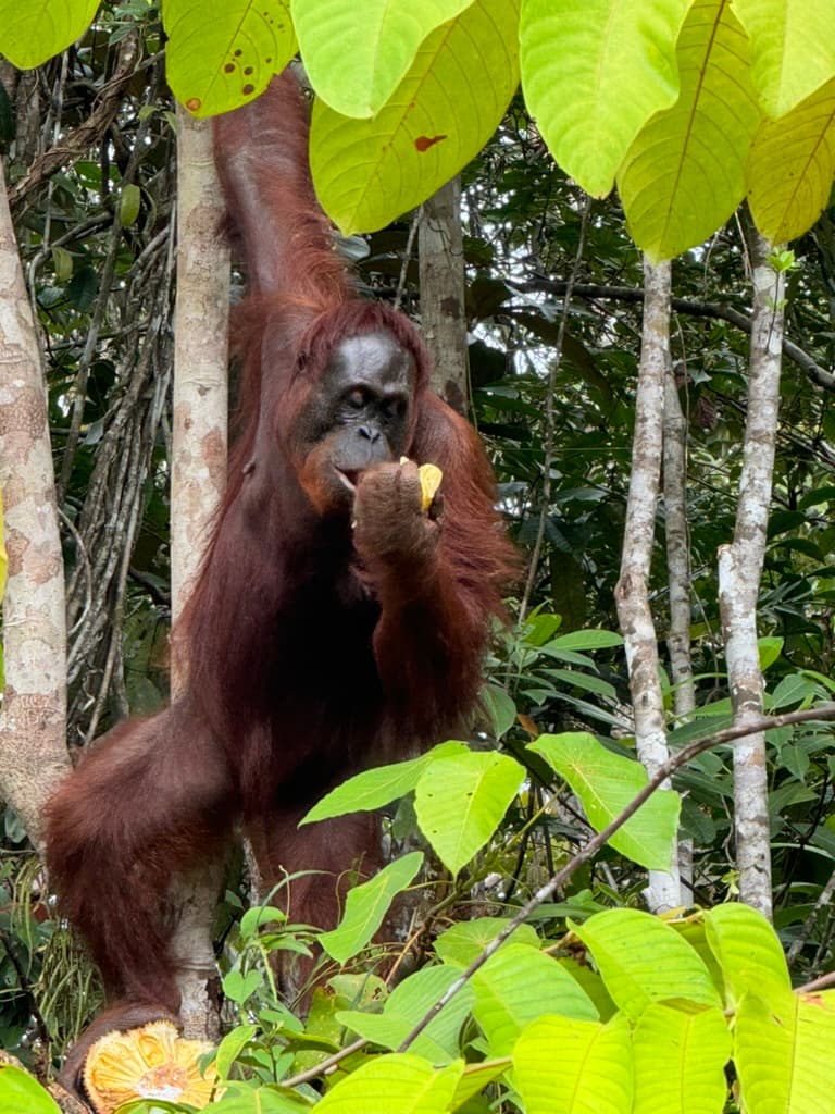 Orangutan II
