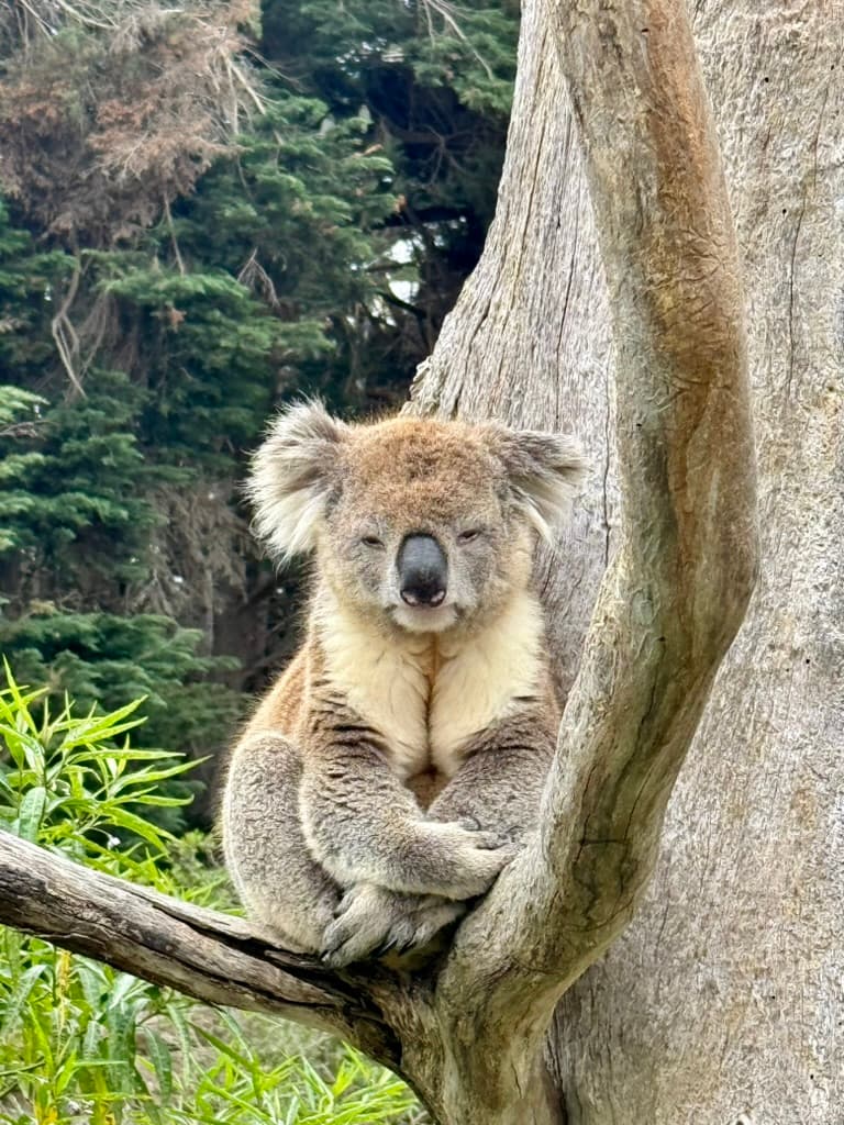 Koala