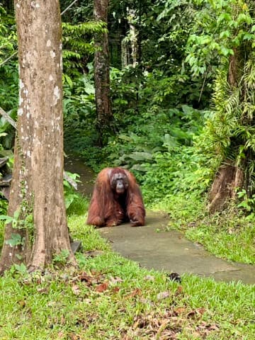 Orangutan