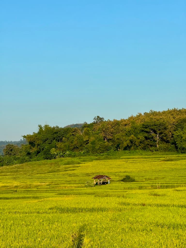 Rice fields