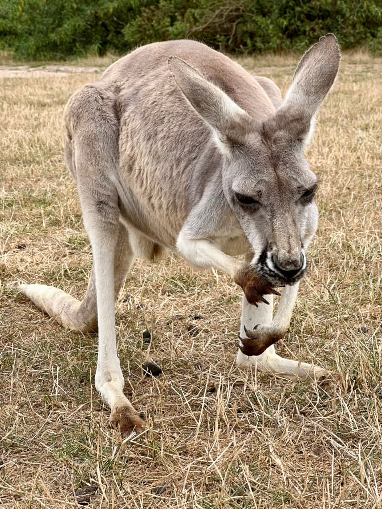 Kangarooo