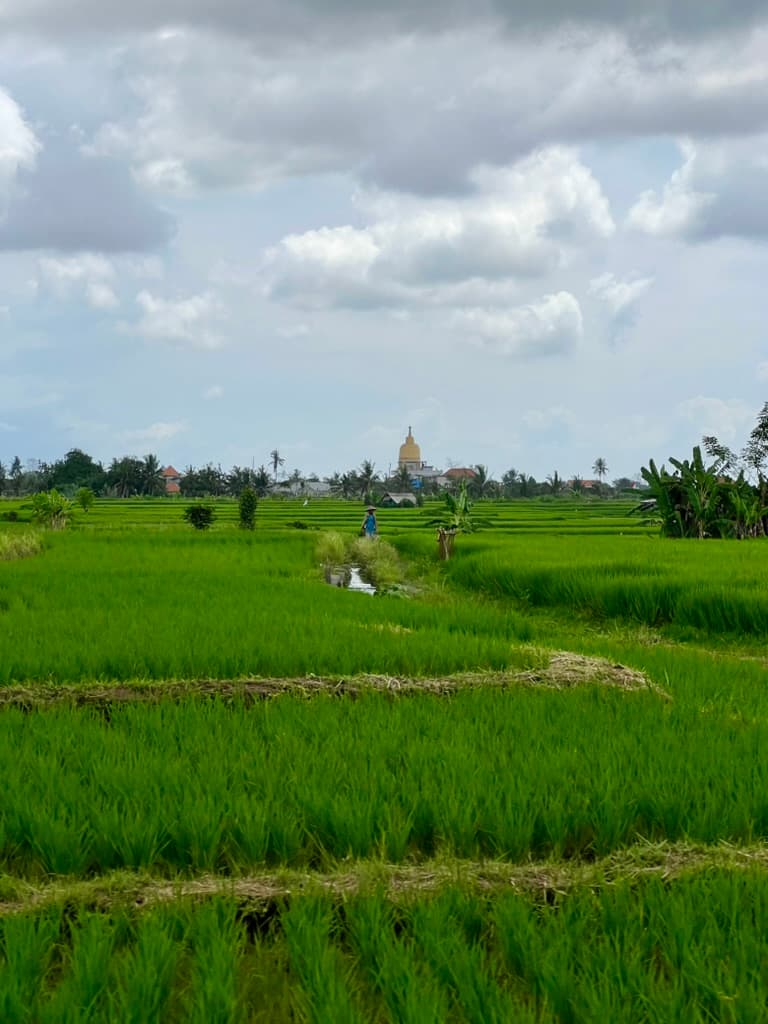 Rice field
