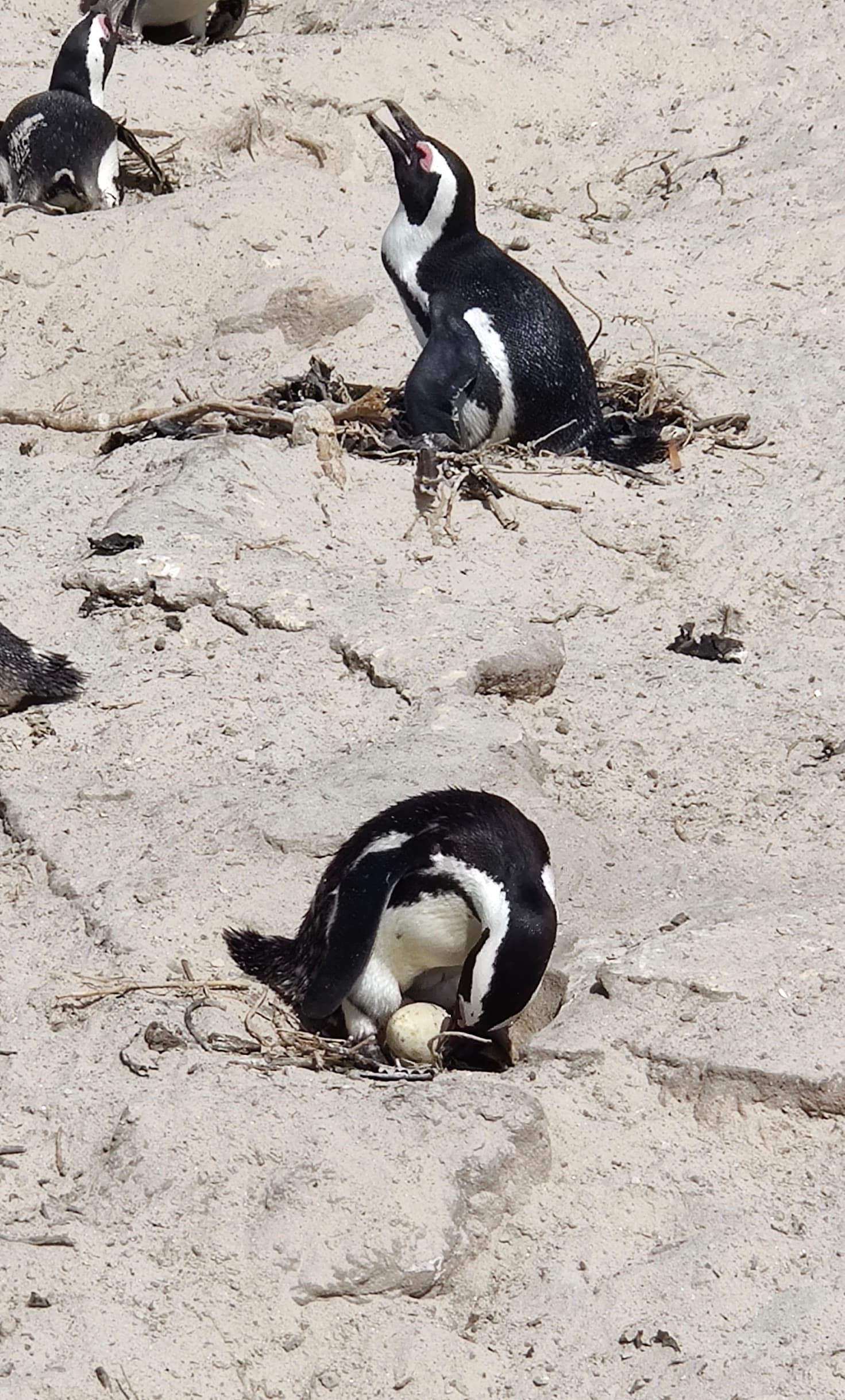 Penguins