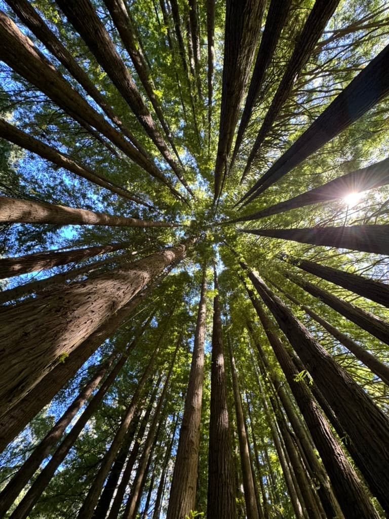 Redwoods Otway