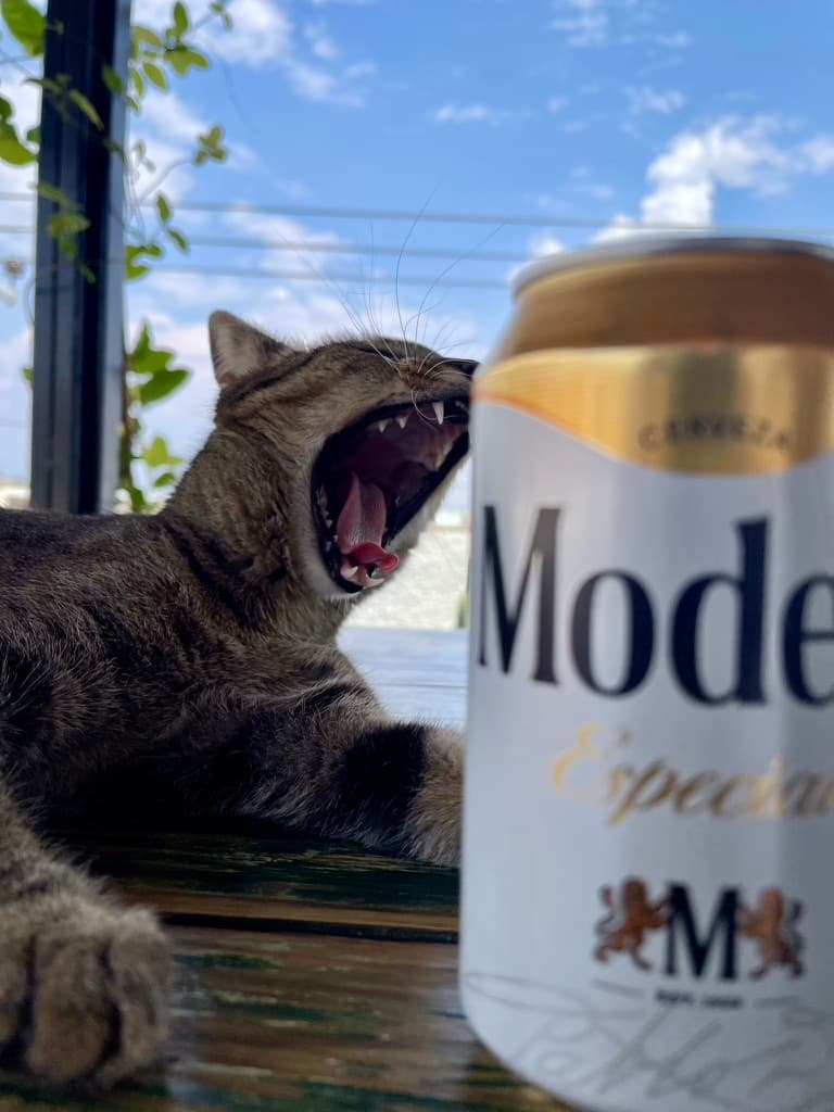 Cat n' beer